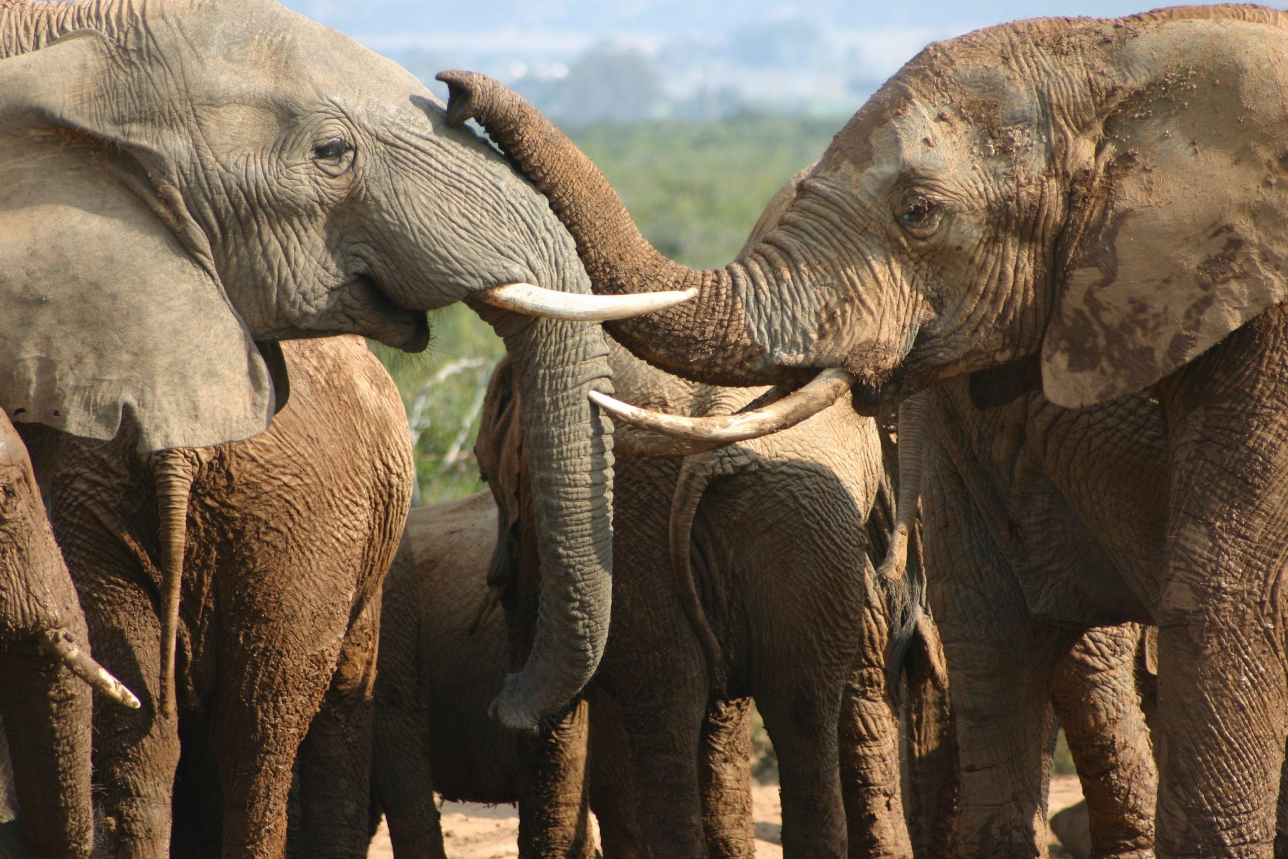 Addo-Elephant-Nationalpark